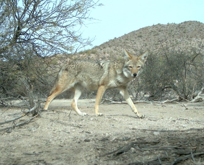 A coyote walks past and looks at a trail camera.