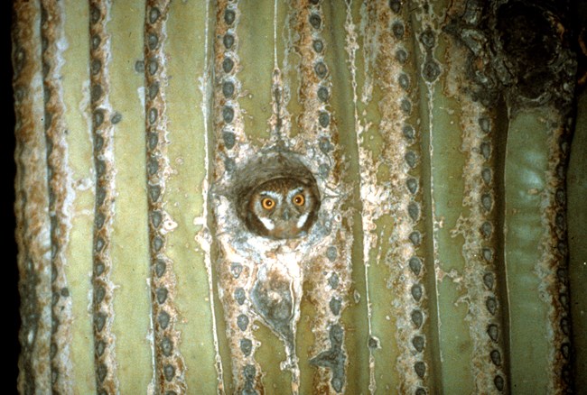 A brown elf owl sits in a hole in a saguaro