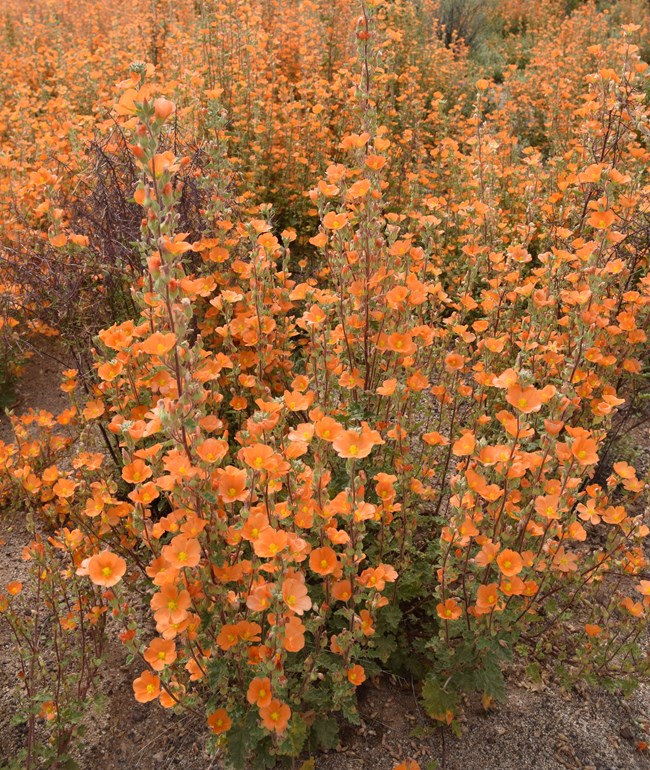 A stand of apricot orange globemallow, with many flowers per plant.