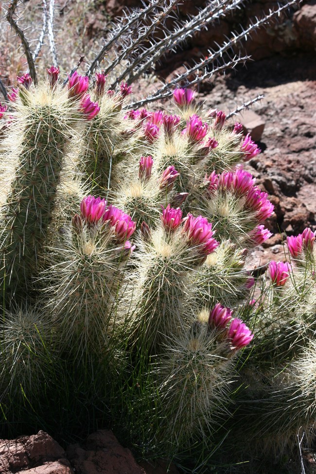 A hedgehog cactus grows with long, disorganized spines, and bright magenta blooms on top.