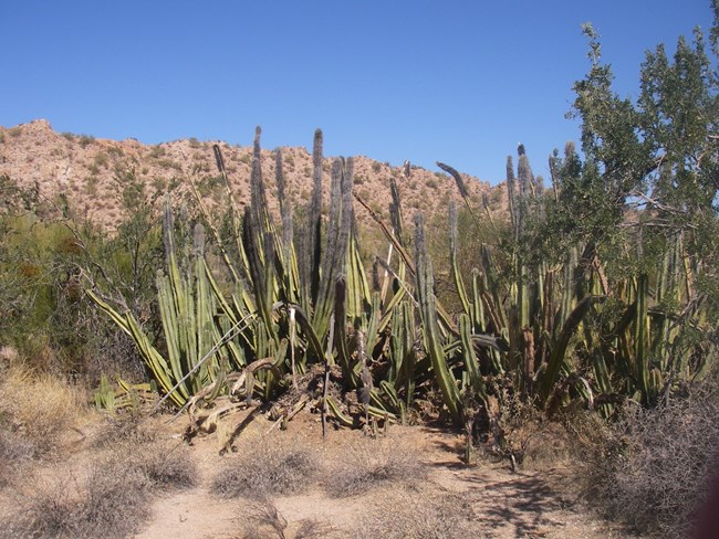 A group of senita cactus with many tall limbs with shaggy spines growing up from the ground.