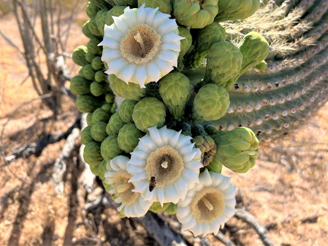 Beautiful white flowers with yellow centers adorn a saguaro arm. A bee is in the center of one, enjoying the nectar.