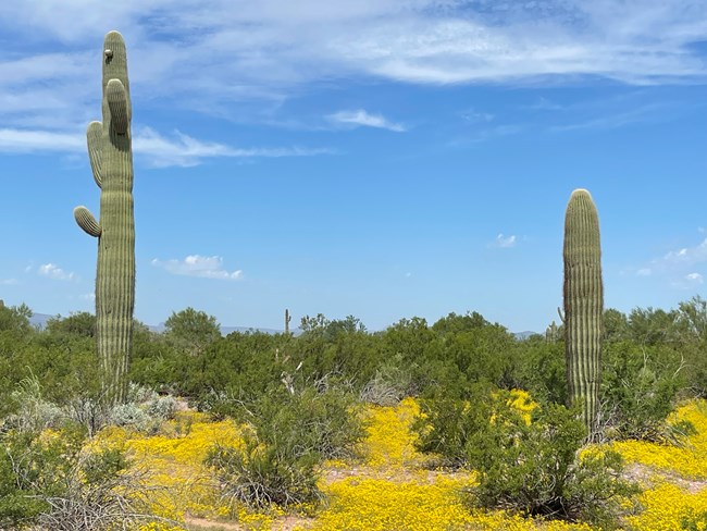 Two saguaro of varying heights surrounds by small yellow flowers.