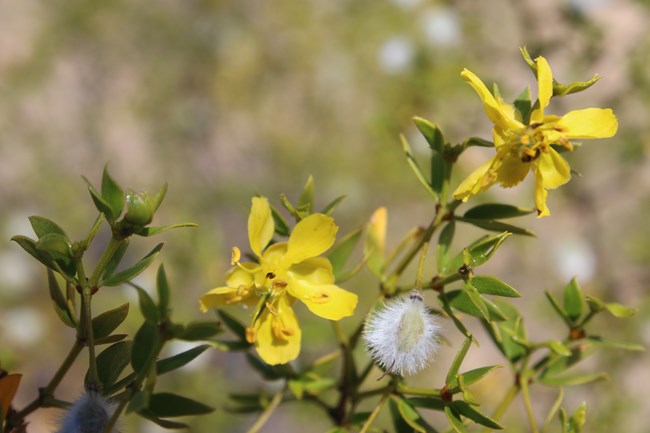 Creosote branch with yellow flower and fuzzy white seed pod.