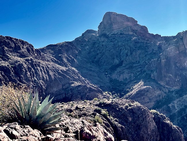 A blue-green spiky mountain agave growing near the top of the red-rock Ajo mountains.