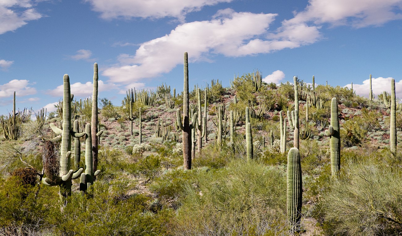 Several tall saguaro stand on the side of a mountain with wispy clouds above