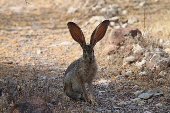 A jackrabbit facing the camera, with its large ears up and alert.