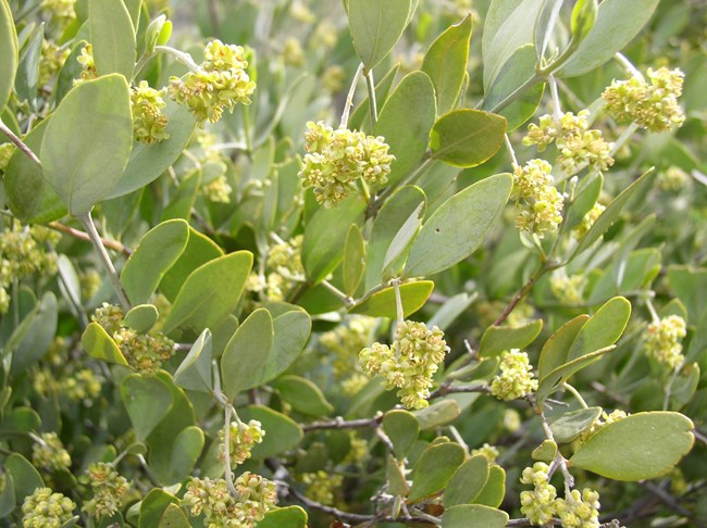 A close-up on a jojoba branch shows the oval shaped leaves, and small white flowers.