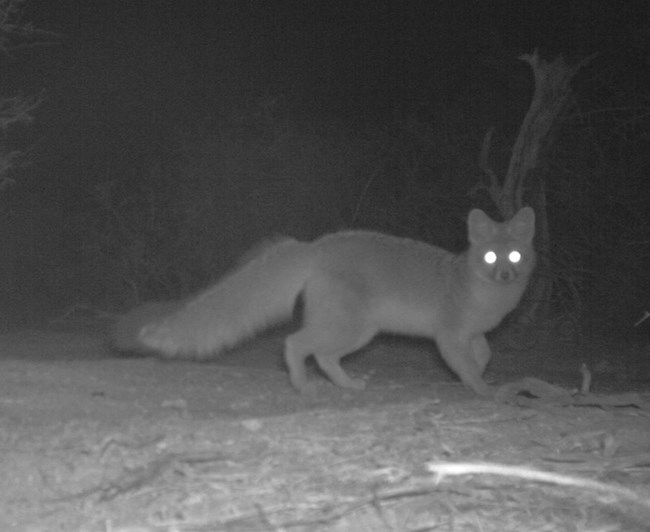 A black and white trail camera photo of a kit fox with long bushy tail and reflective eyes.