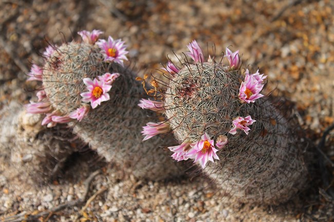 Two small pincushion cacti are covered in gray fuzz and delicate hook-shaped spines.