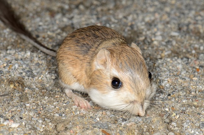 A kangaroo rat crouched and facing the camera, its long, black-furred tail stretching behind it.