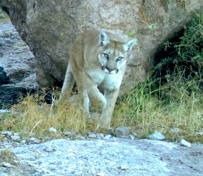A mountain lion prowling towards a trail camera.