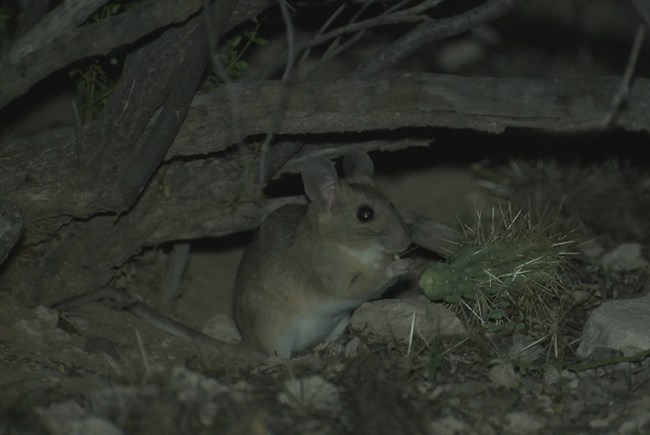 A packrat eating a seed next to a cholla joint.