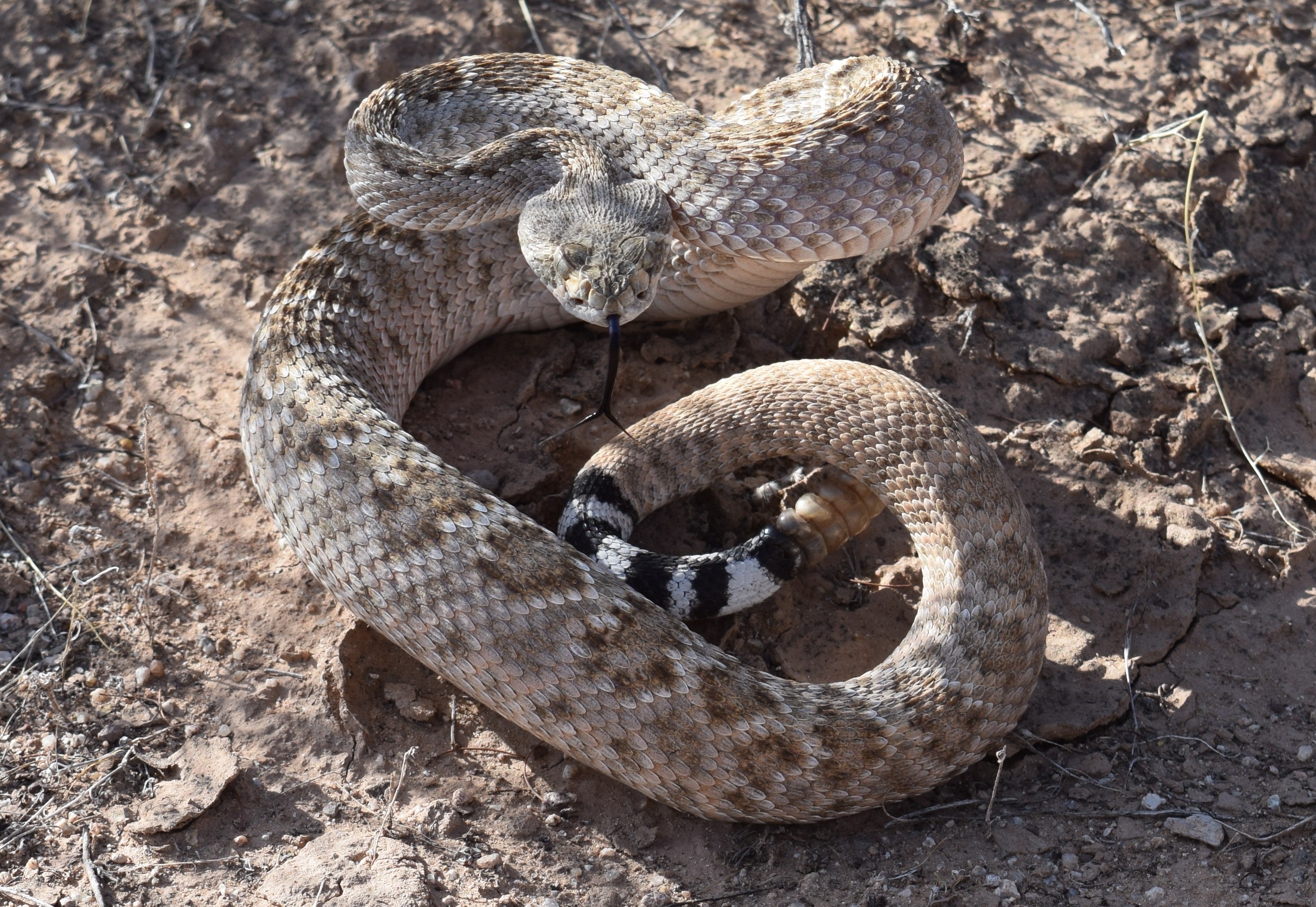 A western diamondback poised to strike.