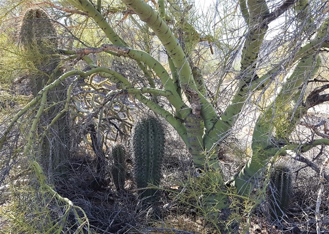 Several small saguaro cacti growing under a palo verde tree.
