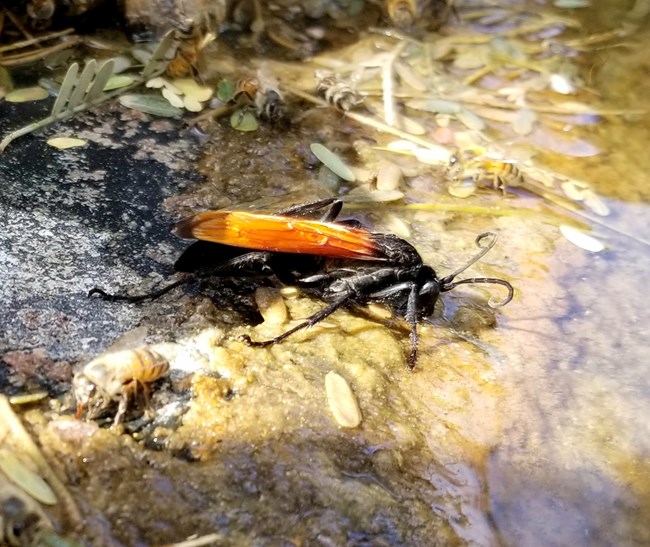 A tarantula hawk with bright orange wings sits at a body of water.