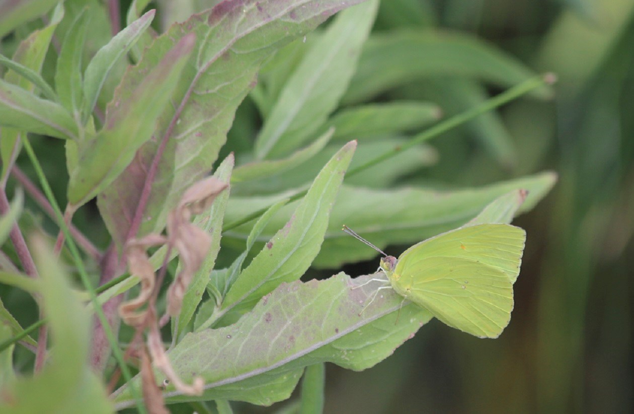 A small yellowish green butterfly is camouflaged against the plant it sits on.