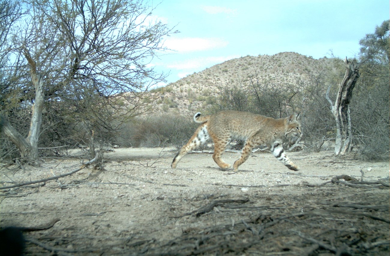 A bobcat trots by a trail camera.