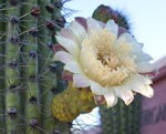 Organ Pipe Cactus Blossom, open only at night.