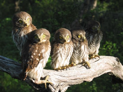 fledgling ferruginous pygmy owls