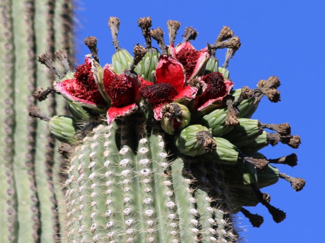 A saguaro with ripe red fruits with purple centers on its crown.