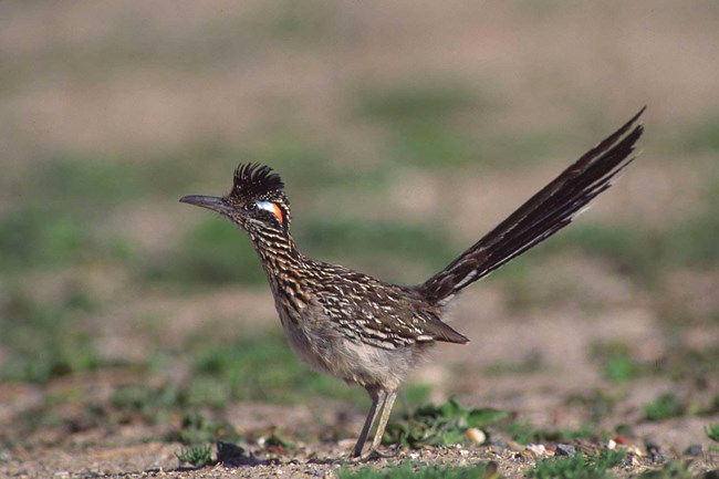 A brown and black striped bird with a white belly stands with head and tail up. The bird has a red and blue patch of bare skin behind the bright yellow eye.