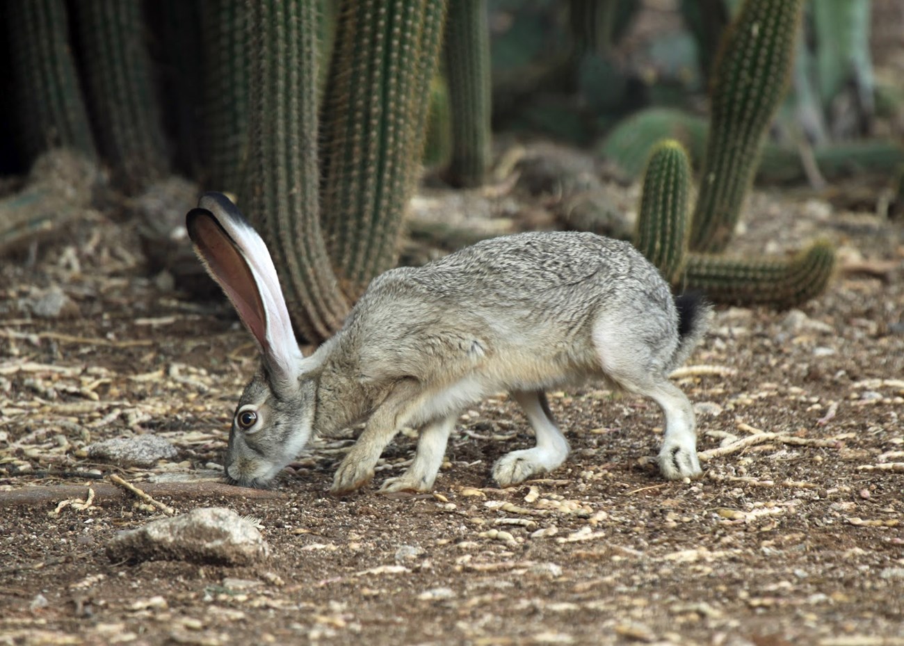 A jackrabbit with large ears and a black tail sniffs the ground.
