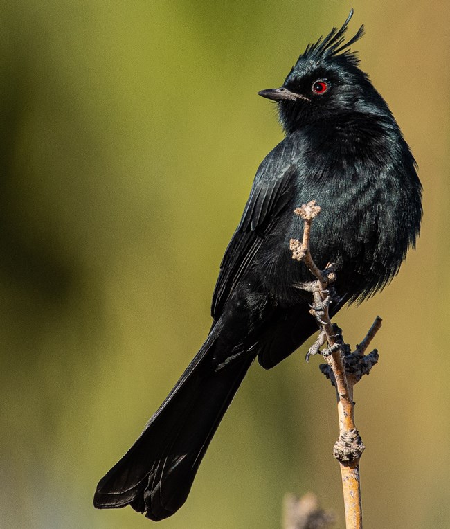 A glossy black bird with a long tail, deep red eyes and a raised crest perches on a stick.