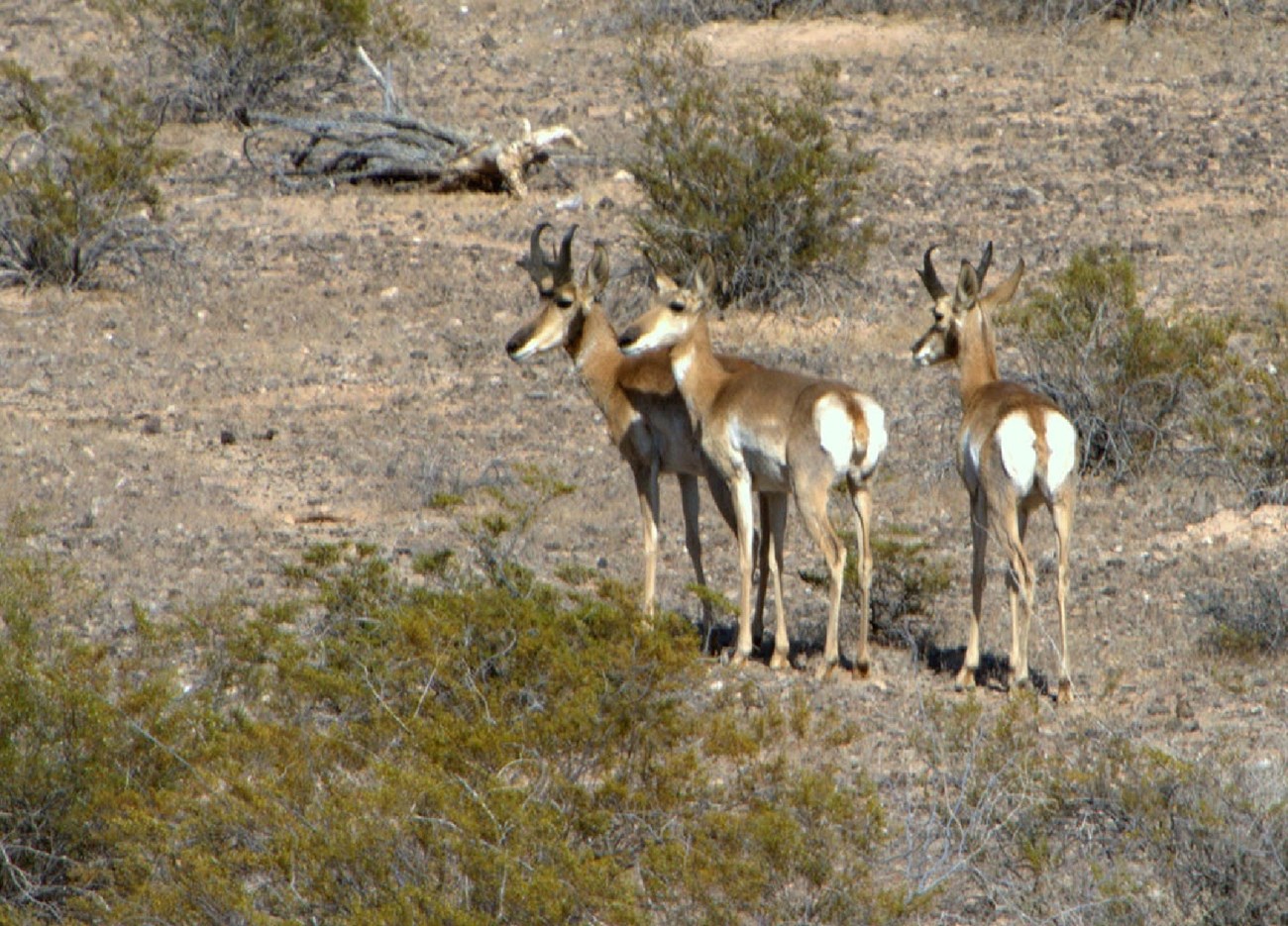 Three Sonoran pronghorn look out across the shrubland. Two of the animals have horns.