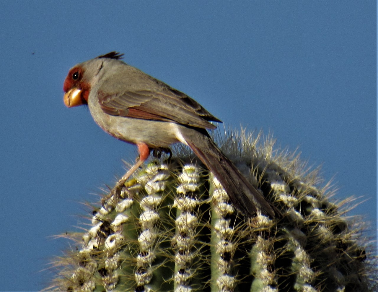 A silver bird with red patches on its face and belly sits atop a saguaro.