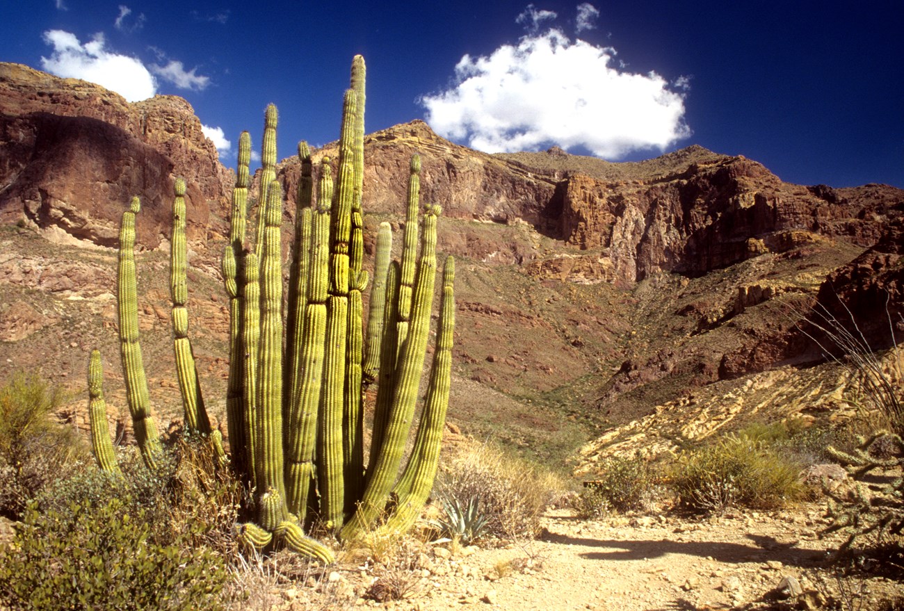 A large organ pipe cactus with many arms branching from its base sits in front of a purple-brown mountain.