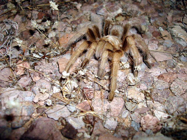 A hairy tarantula crouched on gravel, with their legs pulled in close to their body.