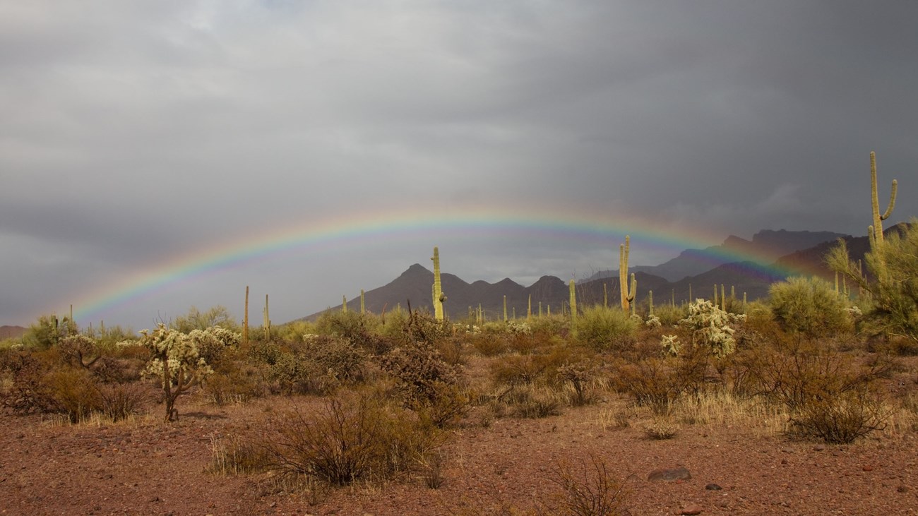 A rainbow shines over saguaros against a stormy sky.
