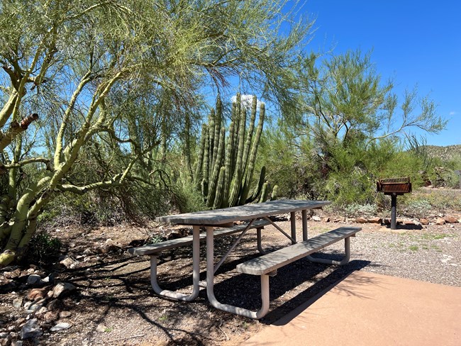A picnic table sits in the shade of a tree with cacti in the background