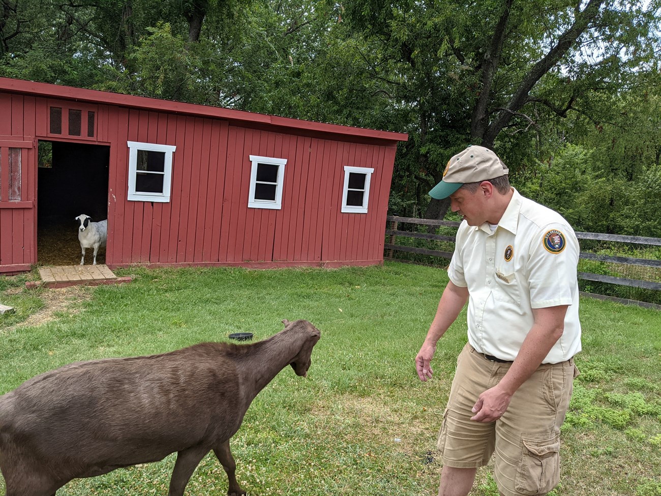 A park volunteer and a brown goat