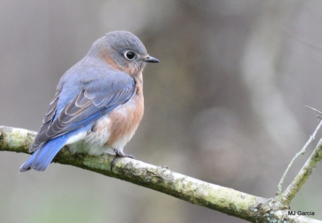 An Eastern Blue Bird on a branch.