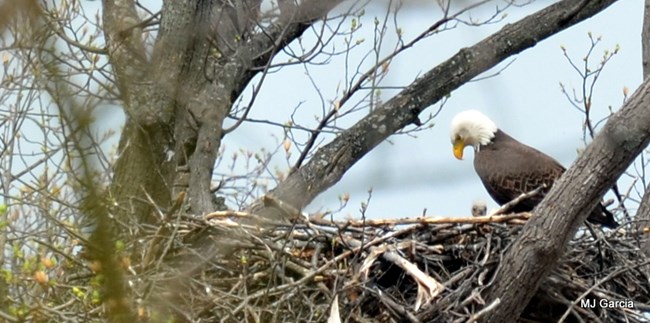 A Bald Eagle in a nest with a chick