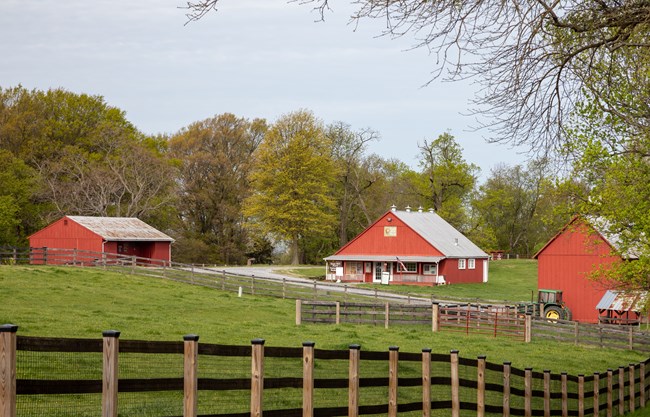 Three red barn buildings are positioned in an open, grassy field. A wood fence in the foreground acts as a barrier for farm animals.