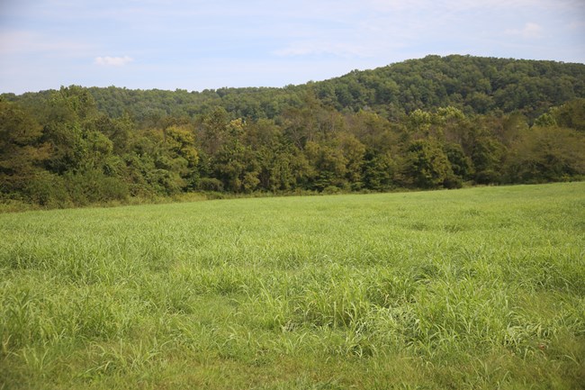 A large green field that is cut with a green forest lining the field.