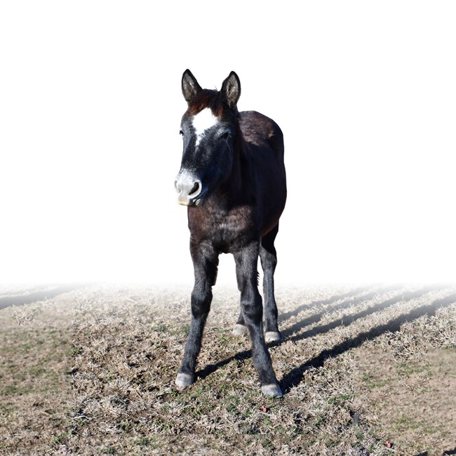 A young wild horse stands in a patch of grass, looking at the camera.