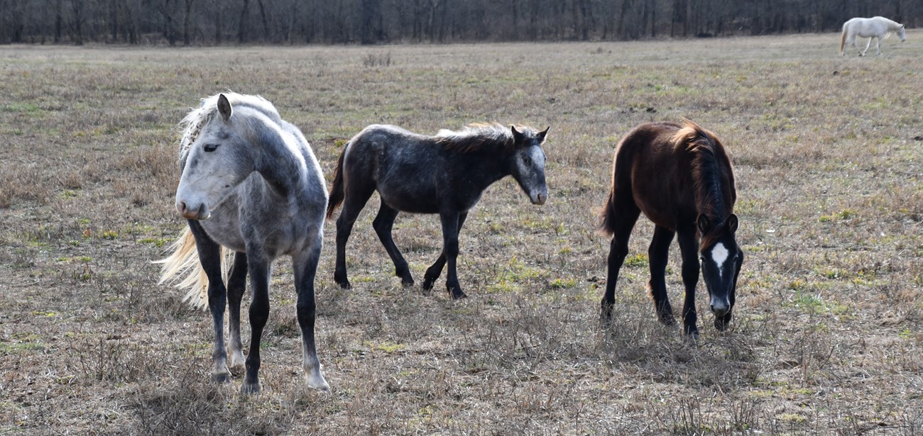 Three wild horses feed in a dry, grassy field.