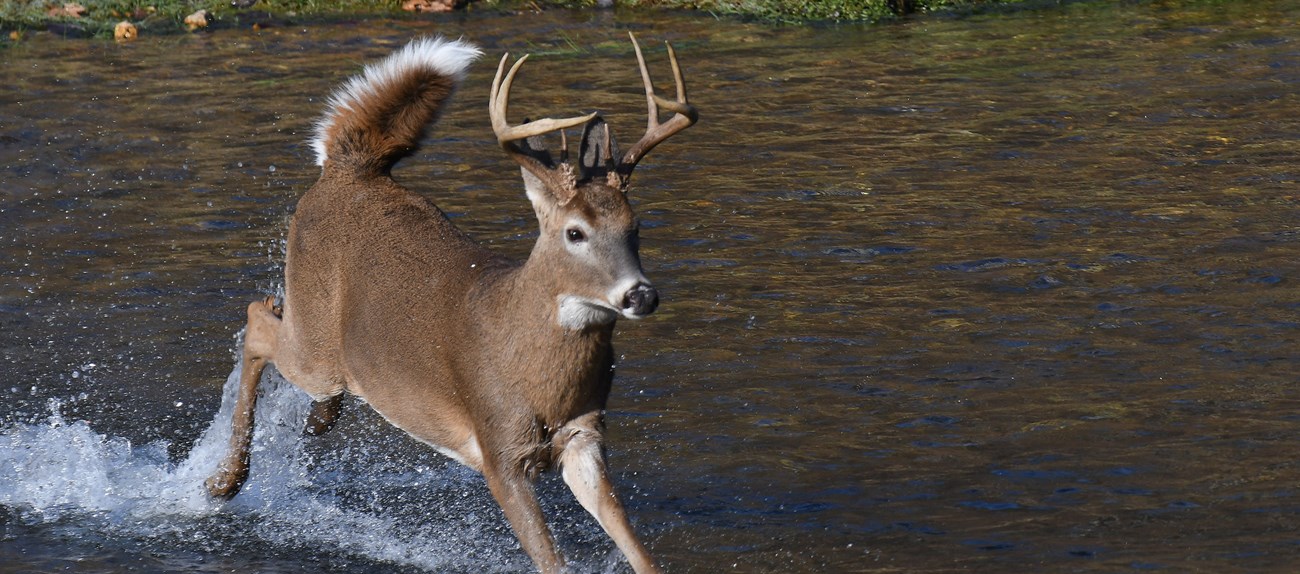 A deer bounds through a river.