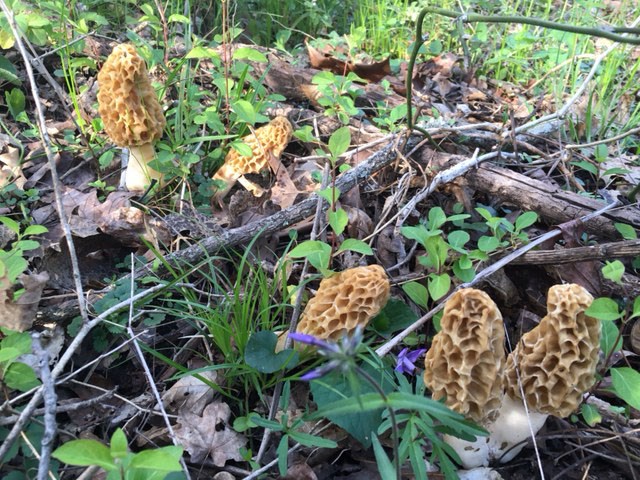 several clusters of morel mushrooms in forest floor