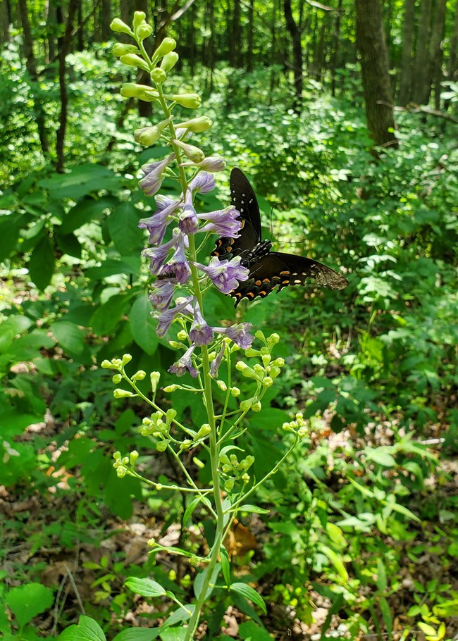 A close up view of a butterfly with wings spread landing on a purple bell-shaped flower .