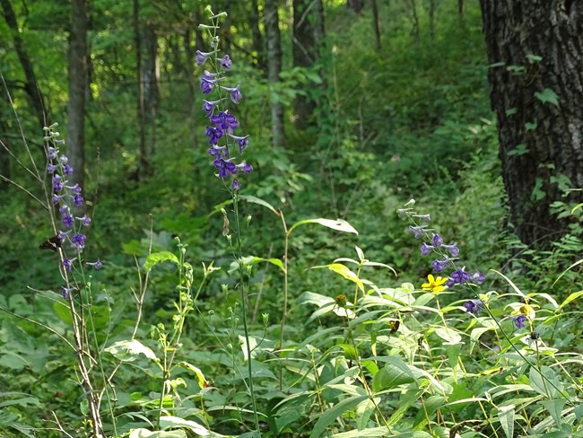 close-up view of tall larkspur. A green stem plant with bell shaped purple flowers rises from a forest floor or green