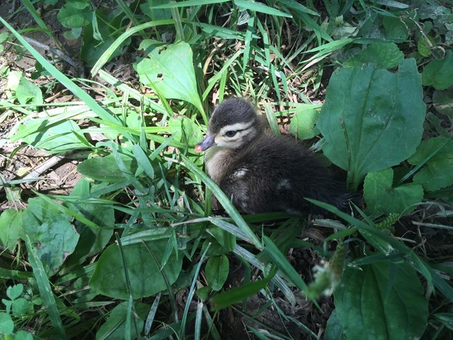 a baby wood duck sits in the grass
