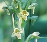 Rein orchid with small yellow flowers