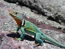 greenish collared lizard sitting on a rock