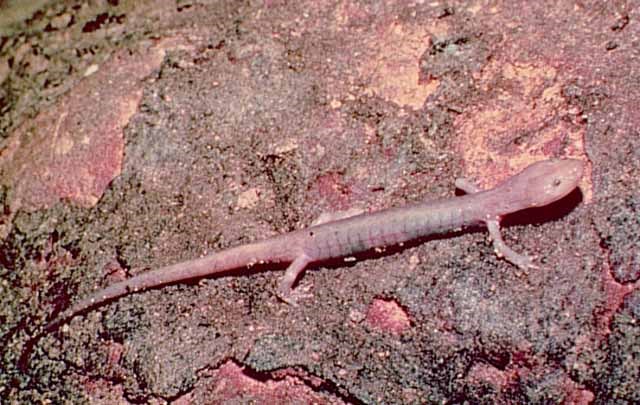 pink colored blind grotto salamander on cave wall