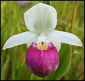 Showy lady's slipper with white flowers and a purple slipper